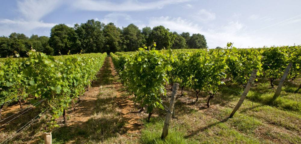 Vignoble Coudray Montpensier -Vignes