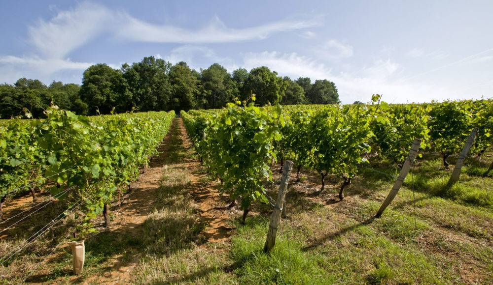 Vignoble Coudray Montpensier -Vignes
