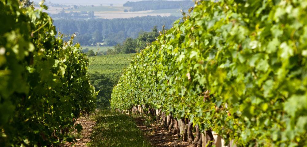 Vignoble Coudray Montpensier - Vignes