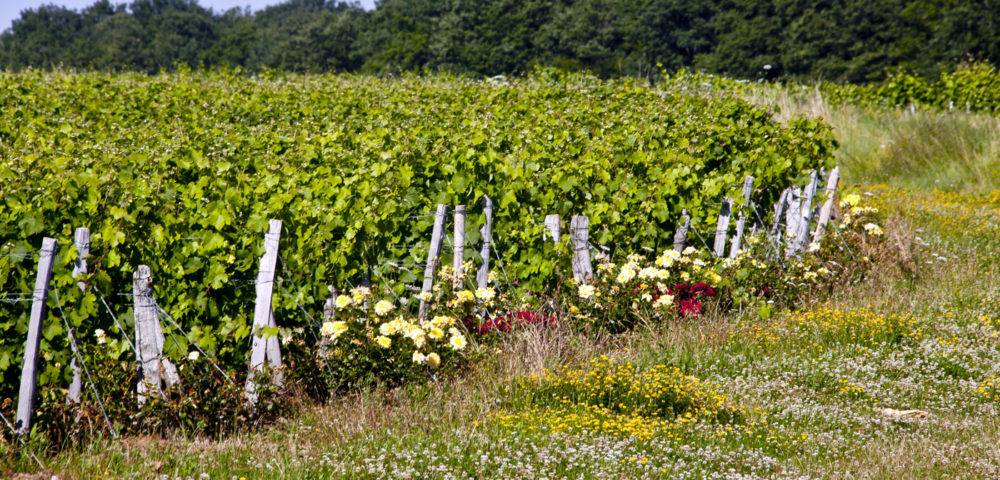 Domaine du Petit Coteau - Vignes et rosiers